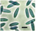 Spores de C.acutatum au microscope