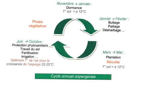 Cycle annuel aspergeraie